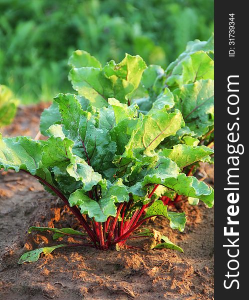 Fresh beet with waterdrops in the soil in the rays of evening sun. Fresh beet with waterdrops in the soil in the rays of evening sun