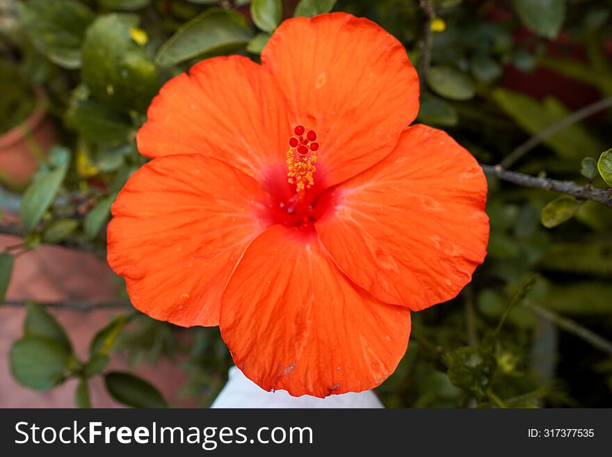 Capture The Vibrant Beauty Of Nature With This Close-Up Of A Brilliant Orange Hibiscus Flower. Its Radiant Petals And Contrasting