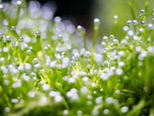 Oxygen Bubble On Riccia Royalty Free Stock Photos Oxygen Bubble On Riccia Royalty Free Stock Photos