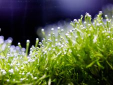 Oxygen Bubble On Riccia Stock Photography Oxygen Bubble On Riccia Stock Photography