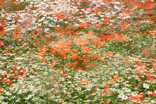 Red Poppies And Chamomiles Over And Over Stock Photos Red Poppies And Chamomiles Over And Over Stock Photos
