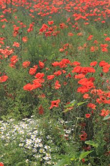 Wild Chamomiles And Red Poppies Stock Image Wild Chamomiles And Red Poppies Stock Image