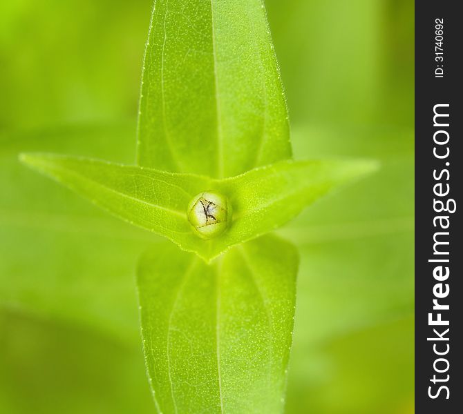 Top view daisy bud in nature