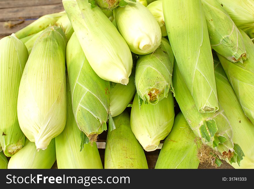 Corn crop that is both people and pets. The plant life of learning for my taste gradually. Widely cultivated in Europe and Asia. Corn crop that is both people and pets. The plant life of learning for my taste gradually. Widely cultivated in Europe and Asia.