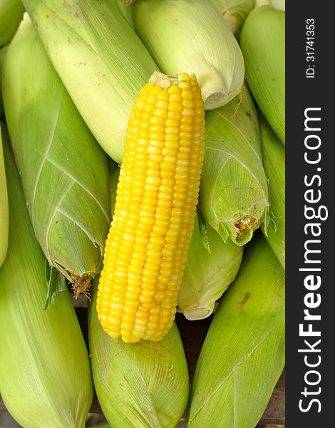 Corn crop that is both people and pets. The plant life of learning for my taste gradually. Widely cultivated in Europe and Asia. Corn crop that is both people and pets. The plant life of learning for my taste gradually. Widely cultivated in Europe and Asia.