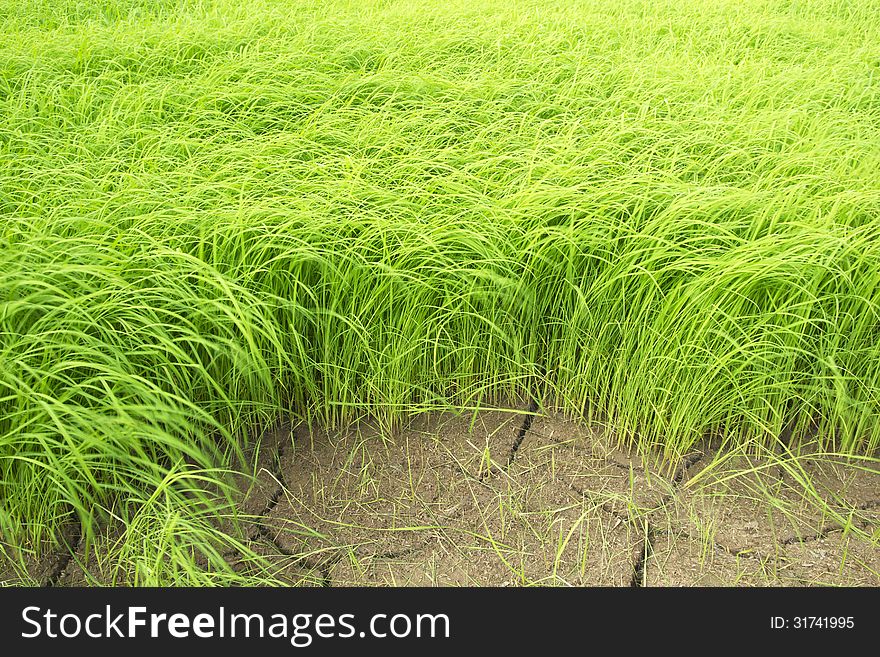 Paddy rice is the main food of Asian. Rice is done in Asian countries.