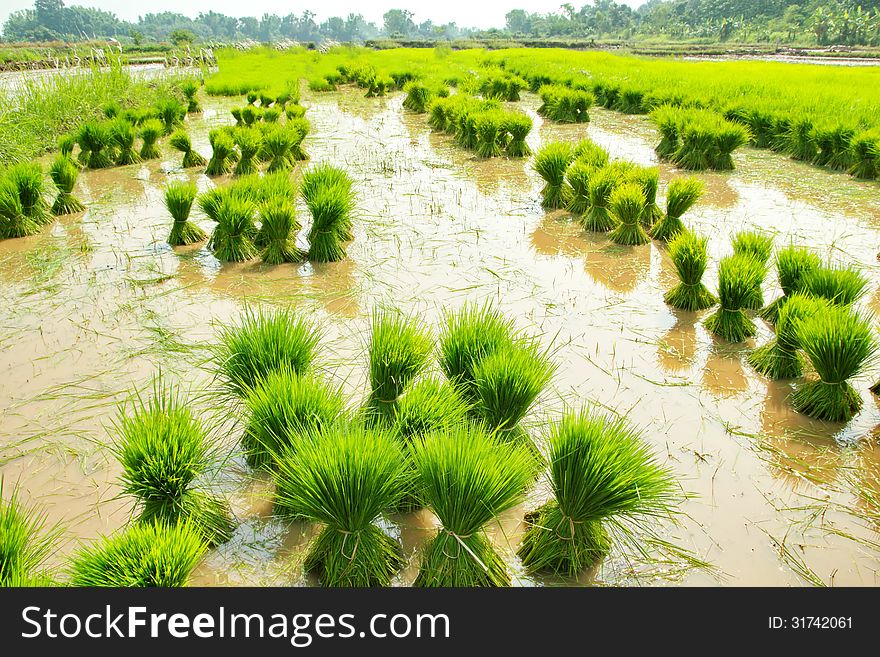 Paddy rice is the main food of Asian. Rice is done in Asian countries.