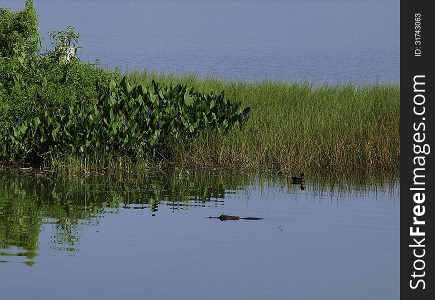 A Gator and Duck looking for lunch.