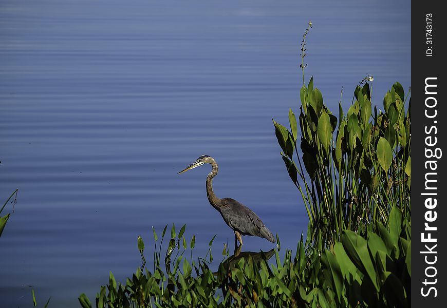 A Heron looking for lunch.