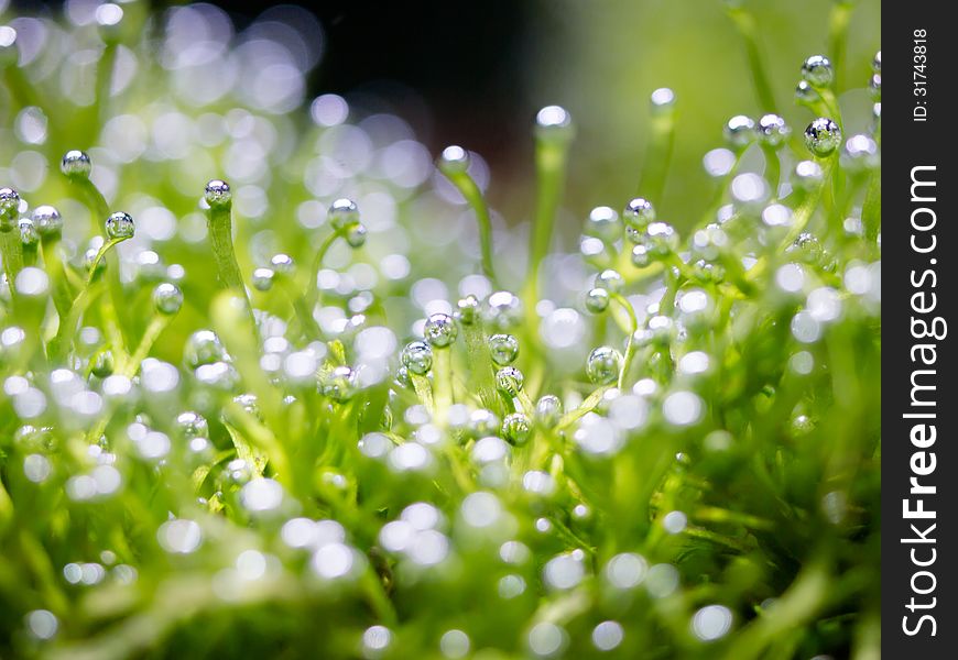 Oxygen bubble on riccia, Riccia is a genus of liverworts in the order Marchantiales