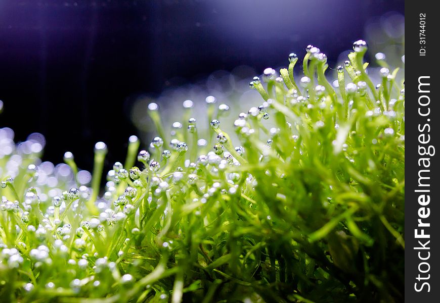Oxygen bubble on riccia, Riccia is a genus of liverworts in the order Marchantiales