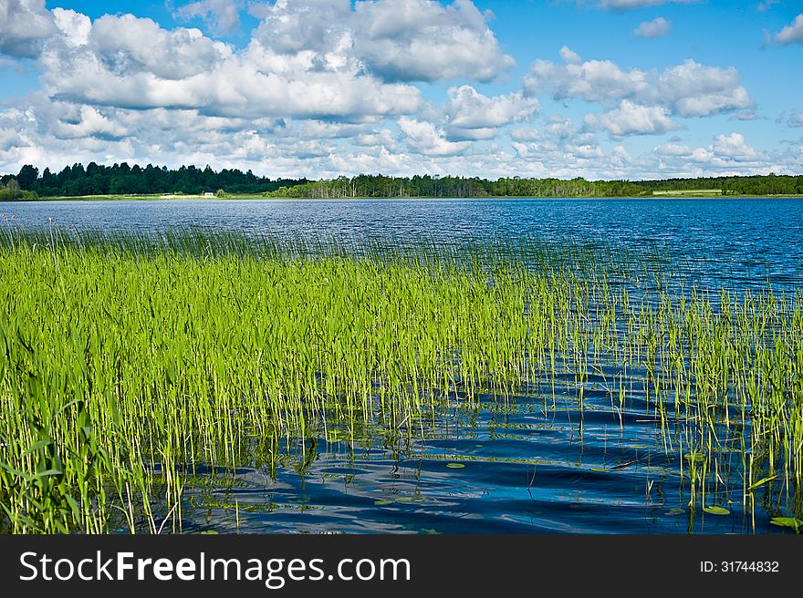 Greenery around the lake on a sunny day, with clouds on the sky