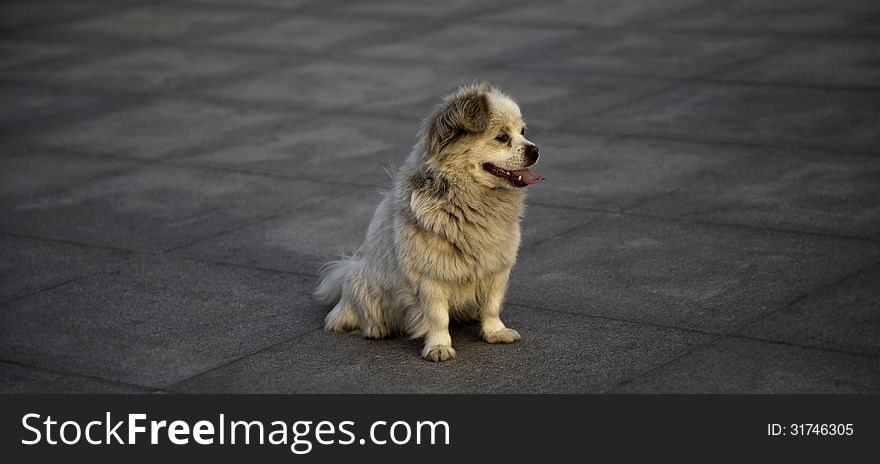 A dog was waiting for its owner. A dog was waiting for its owner.