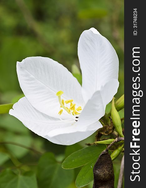 Snowy Orchid ( Bauhinia acuminata ) is a species of flowering shrub native to tropical southeastern Asia. Thailand. Snowy Orchid ( Bauhinia acuminata ) is a species of flowering shrub native to tropical southeastern Asia. Thailand