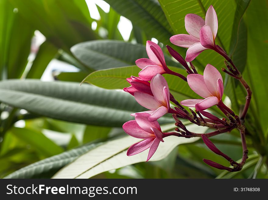 Plumeria tree with pink blossom. Plumeria tree with pink blossom