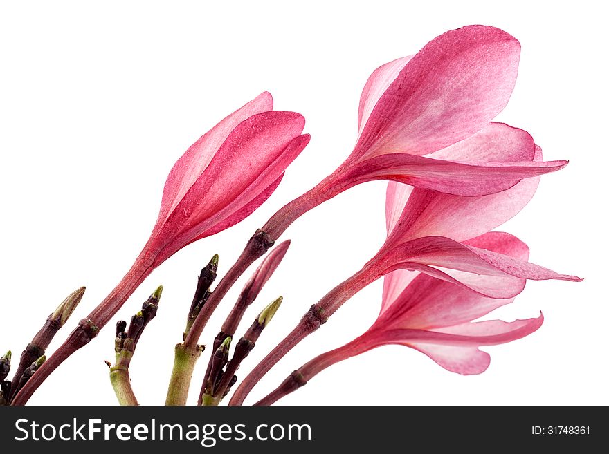 Pink frangipani blossom isolated on white background. Pink frangipani blossom isolated on white background