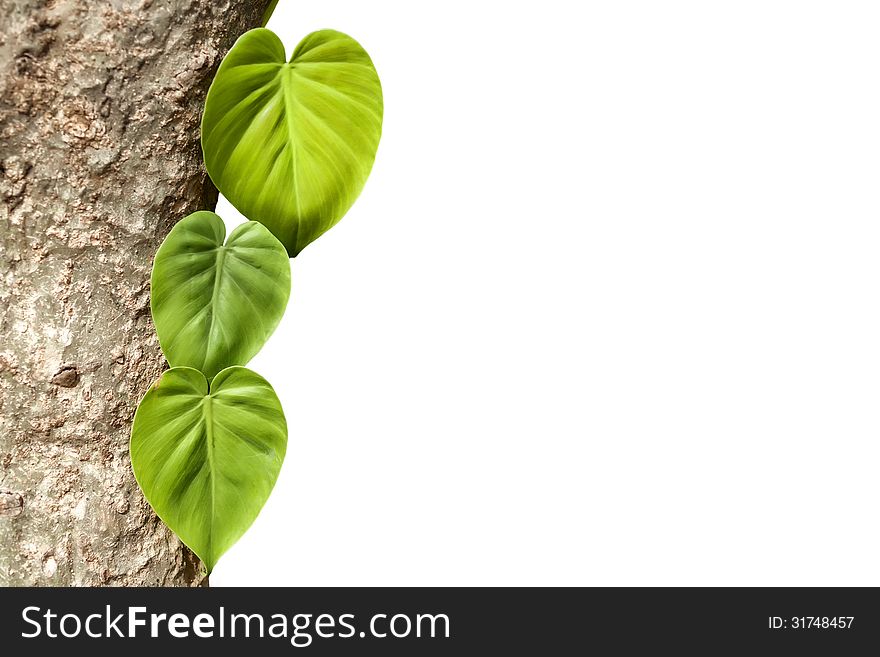 Tropical tree trunk with green leaves on white background, texture, layout. Tropical tree trunk with green leaves on white background, texture, layout