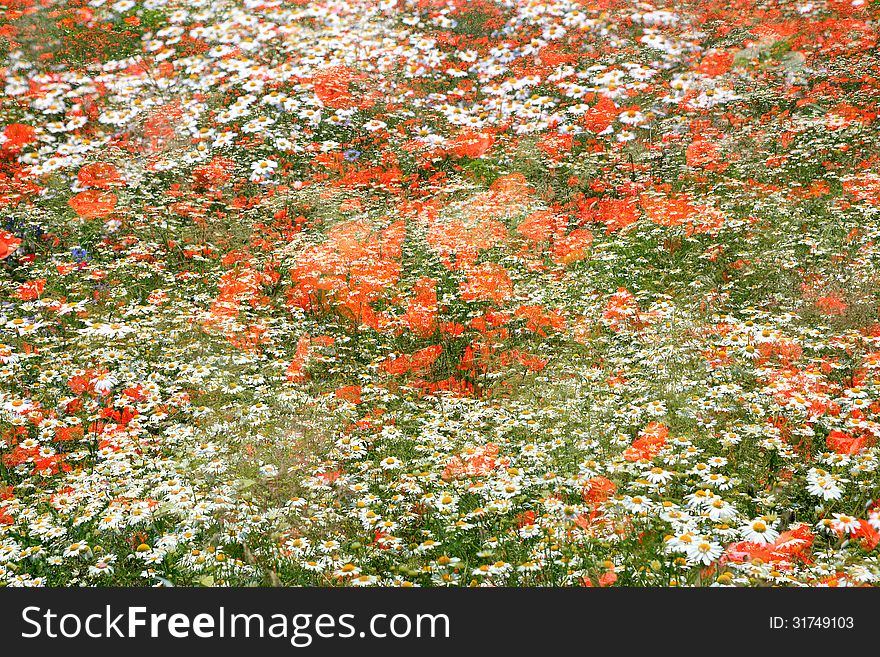 A field which is not used for agriculture, covered over and over with red poppies and wild chamomile flowers. A field which is not used for agriculture, covered over and over with red poppies and wild chamomile flowers