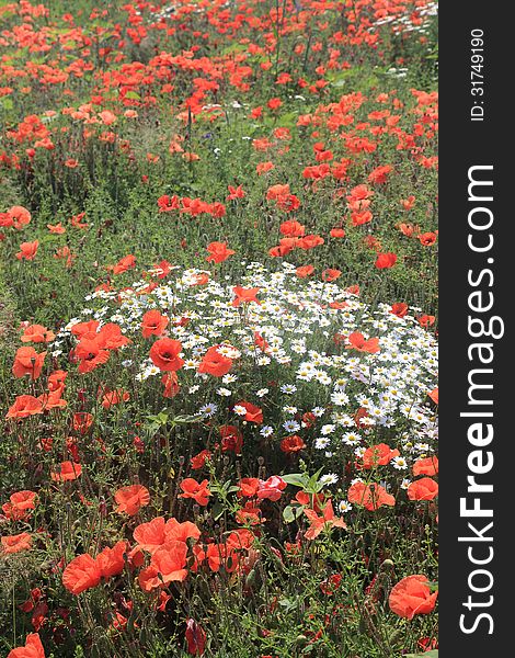 Mass of wild chamomile flowers surrounded with red poppies.