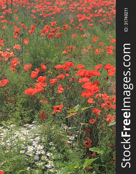 Wild Chamomiles And Red Poppies