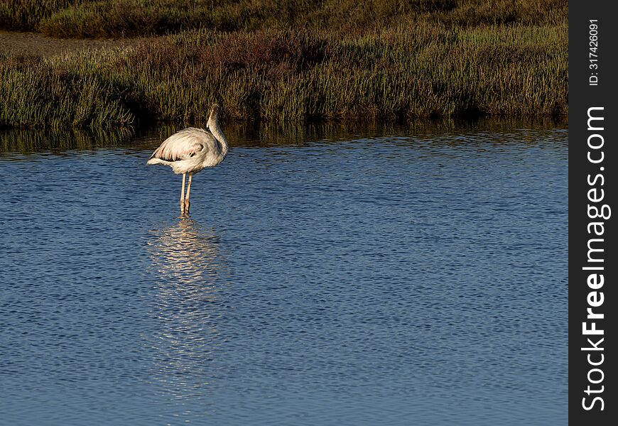 Flamingo In The Ebro River Delta.