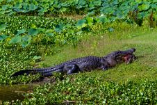 A Very Rare Shot Of A Large Texas Alligator Eating A Large Softshell Turtle &x28;messy&x29;. Stock Photography A Very Rare Shot Of A Large Texas Alligator Eating A Large Softshell Turtle &x28;messy&x29;. Stock Photography