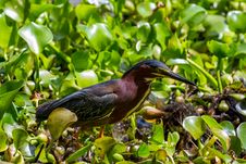 A Clear Profile Shot Of A Green Heron About To Catch A Crawfish For Lunch. Stock Image A Clear Profile Shot Of A Green Heron About To Catch A Crawfish For Lunch. Stock Image