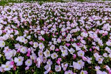 A Wide Angle Shot Of Hundreds Of Pink Texas Evening Primrose Wildflowers. Royalty Free Stock Photo A Wide Angle Shot Of Hundreds Of Pink Texas Evening Primrose Wildflowers. Royalty Free Stock Photo