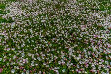 A Very Wide Angle Shot Of Hundreds Of Pink Texas Evening Primrose Wildflowers. Royalty Free Stock Photography A Very Wide Angle Shot Of Hundreds Of Pink Texas Evening Primrose Wildflowers. Royalty Free Stock Photography