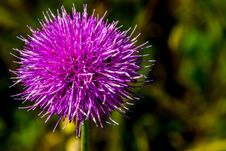 A Bull Or Spear Thistle In Full Bloom Stock Photo