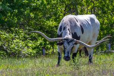 A Big Texas Longhorn Steer Grazing In A Pasture With Wildflowers Growing In Texas. Stock Photos
