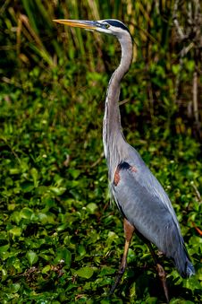 A Great Closeup Shot Of A Wild Great Blue Heron &x28;Ardea Herodias&x29; At 40 Acre Lake.  Texas. Stock Photo