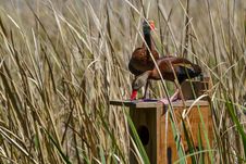 A Pair Of Wild Black-bellied Whistling Ducks &x28;Dendrocygna Autumnalis&x29; Moving In To Their Spring Home. Stock Photos A Pair Of Wild Black-bellied Whistling Ducks &x28;Dendrocygna Autumnalis&x29; Moving In To Their Spring Home. Stock Photos