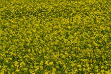 Close Wide Angle Shot Of Beautiful Bright Yellow Flowering Field Of Canola Plants. Royalty Free Stock Photography Close Wide Angle Shot Of Beautiful Bright Yellow Flowering Field Of Canola Plants. Royalty Free Stock Photography