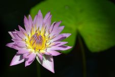 Tropical Water Lily And Lily Pad Stock Photo Tropical Water Lily And Lily Pad Stock Photo