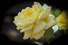 Yellow Rose Stock Images Yellow Rose Stock Images