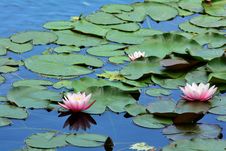 Water Lilies Royalty Free Stock Image Water Lilies Royalty Free Stock Image