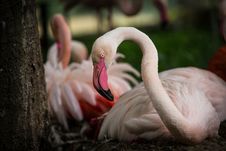 Flamingo Royalty Free Stock Images Flamingo Royalty Free Stock Images