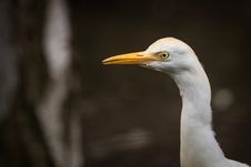 Heron White Royalty Free Stock Image