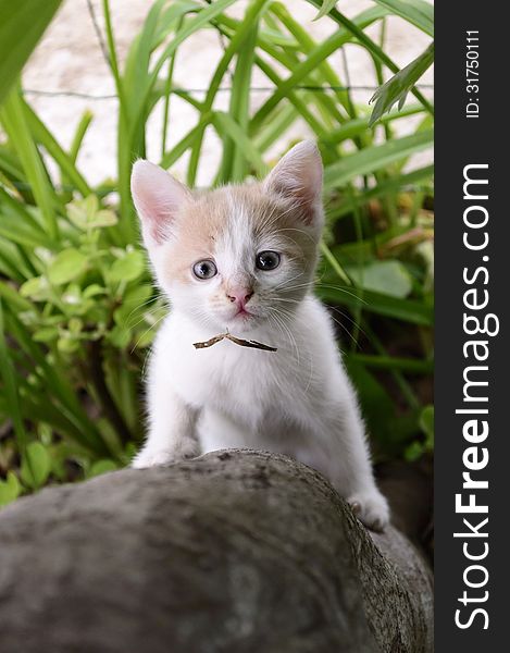 Curious kitten climbed up the tree in the garden