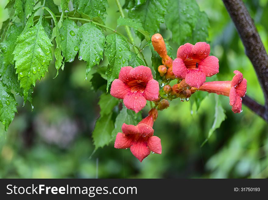 Garden flowers, named turk's pipe, in the rain. Garden flowers, named turk's pipe, in the rain