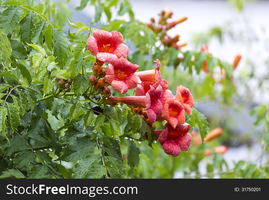 Garden flowers in the heavy rain. Garden flowers in the heavy rain