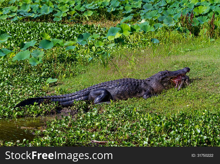 A Very Rare Shot of a Large Texas Alligator eating a Large Softshell Turtle &x28;messy&x29;.
