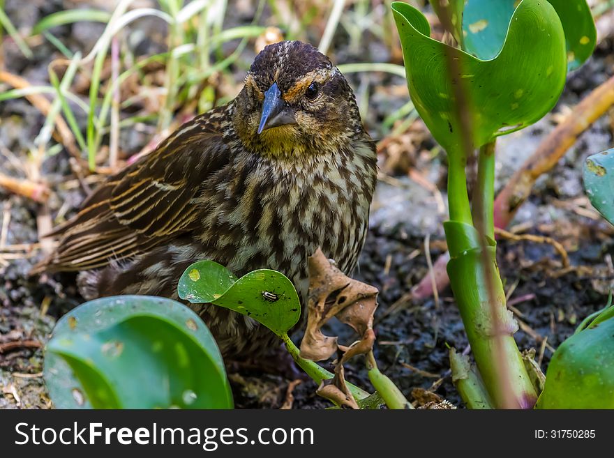 An Extreme Closeup Shot of a Small Winter Wren Looking for Food.