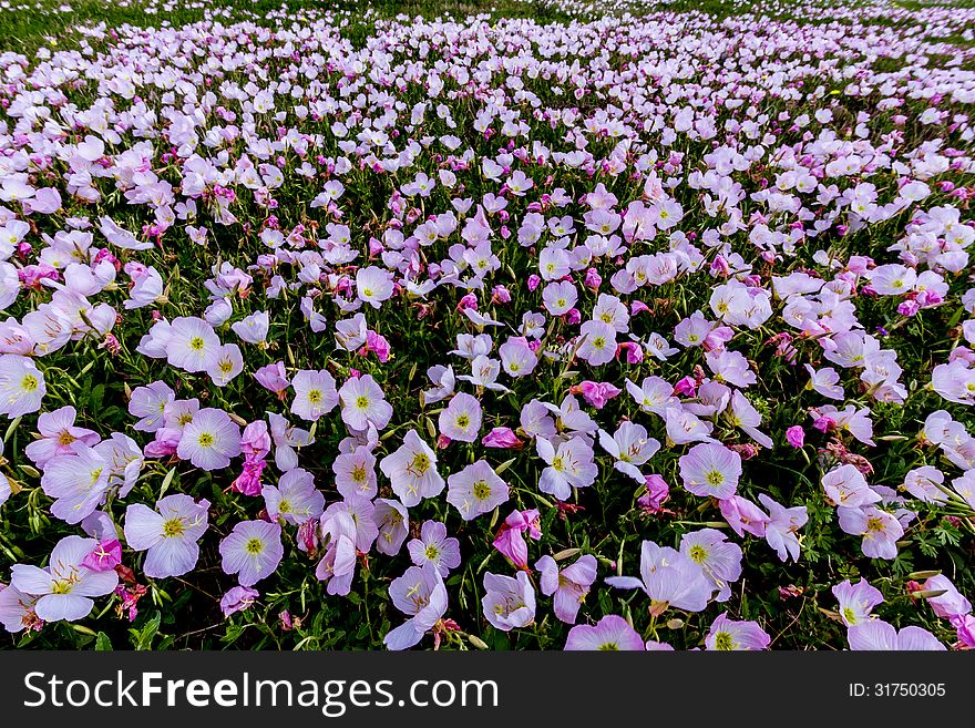 A Wide Angle Closeup of a Field Packed with Hundreds of Very Pink Texas Pink Evening or Showy Evening Primrose Wildflowers. (Oenothera speciosa). A Wide Angle Closeup of a Field Packed with Hundreds of Very Pink Texas Pink Evening or Showy Evening Primrose Wildflowers. (Oenothera speciosa)