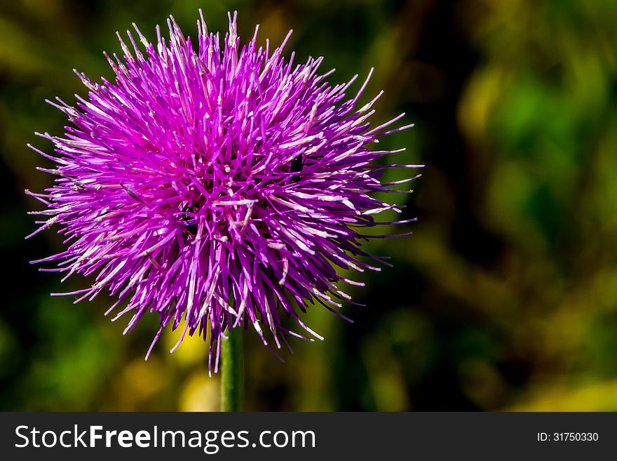 A Bull or Spear Thistle in Full Bloom