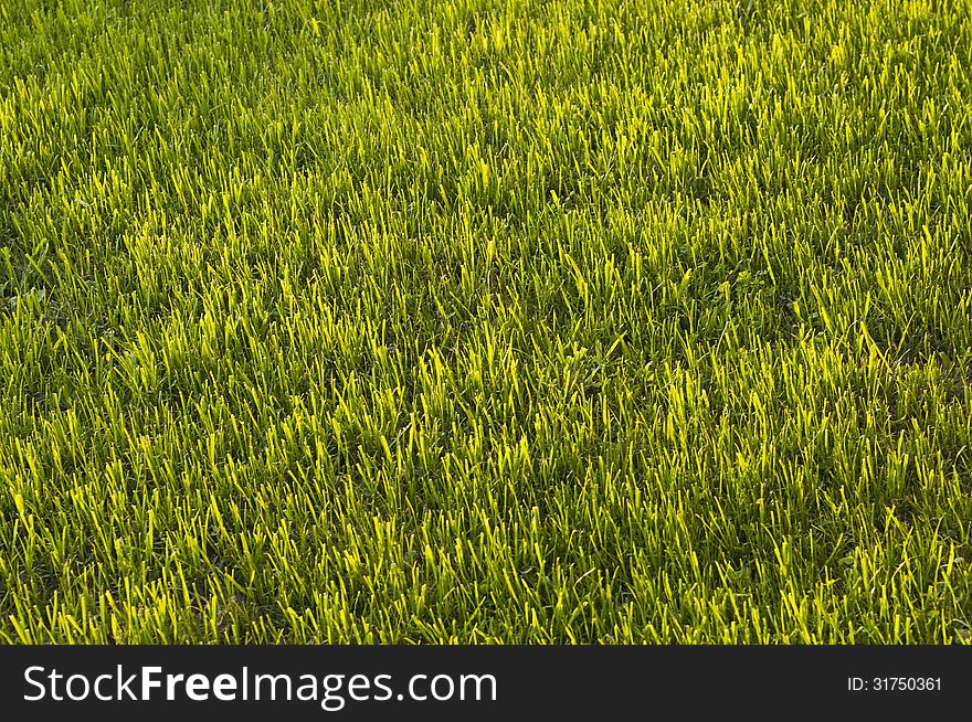 Field of green grass, lit by the sun