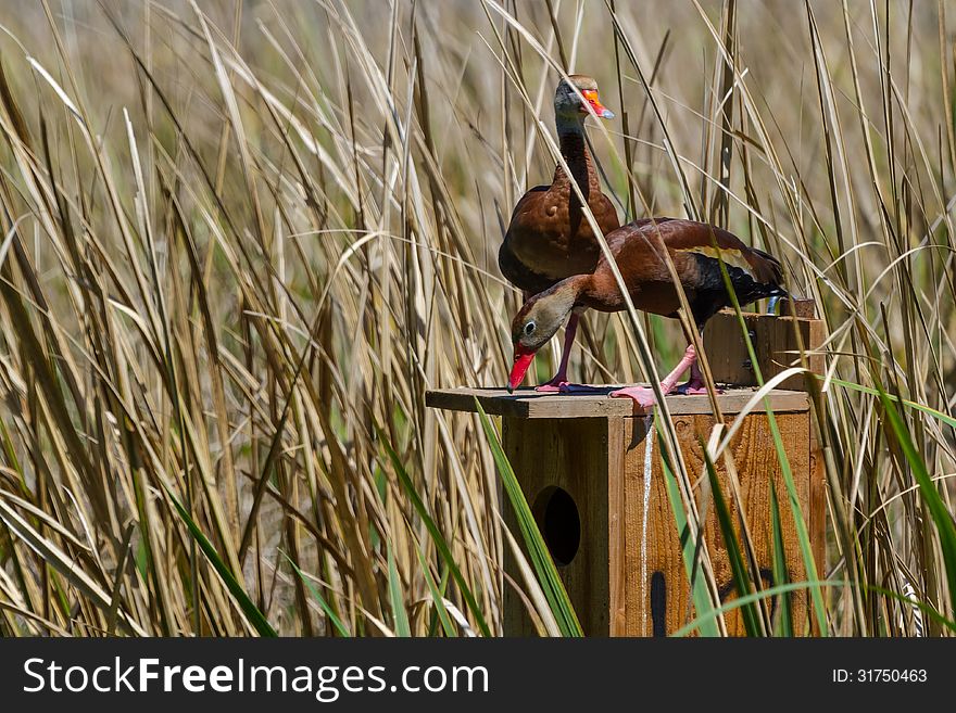 A Cute Shot of a Pair of Wild Black-bellied Whistling Ducks (Dendrocygna autumnalis) Moving in to their Spring Home. Setting up housekeeping at Brazos Bend State Park, Texas. A Cute Shot of a Pair of Wild Black-bellied Whistling Ducks (Dendrocygna autumnalis) Moving in to their Spring Home. Setting up housekeeping at Brazos Bend State Park, Texas.