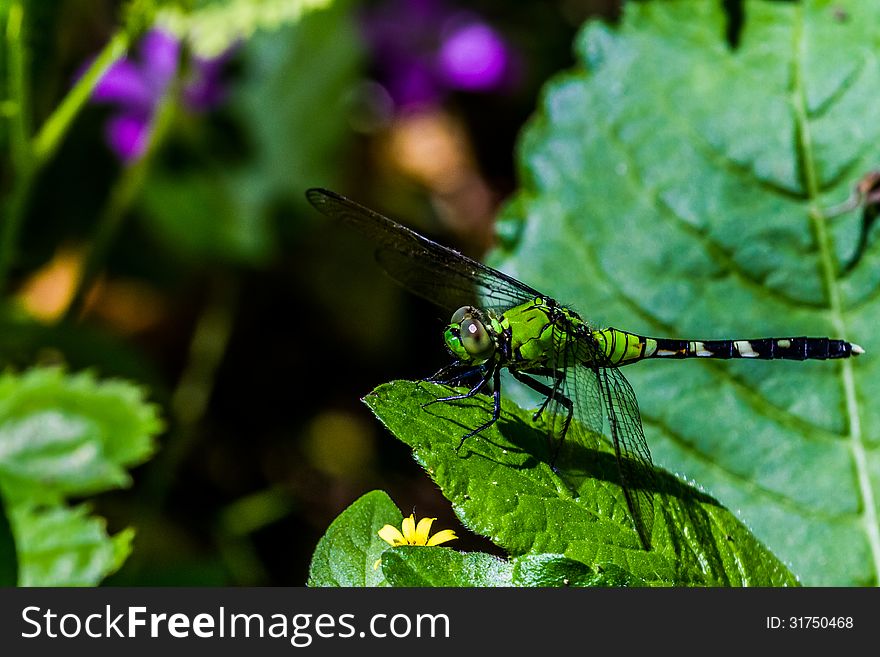 A Green and Black Female Dragonfly on a Green Leaf