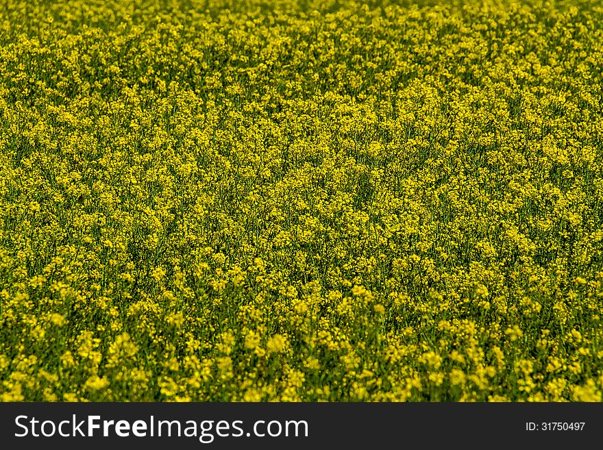 Close Wide Angle Shot of Beautiful Bright Yellow Flowering Field of Canola Plants.